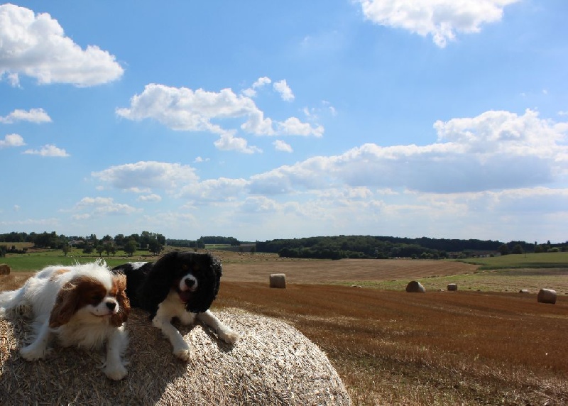 Publication : Du Paradis De Melba