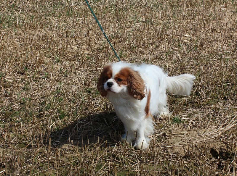 Publication : Du Paradis De Melba