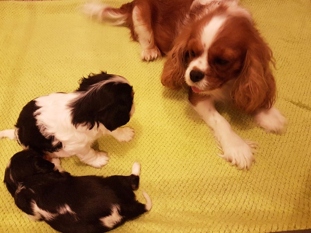 Publication : Du Paradis De Melba