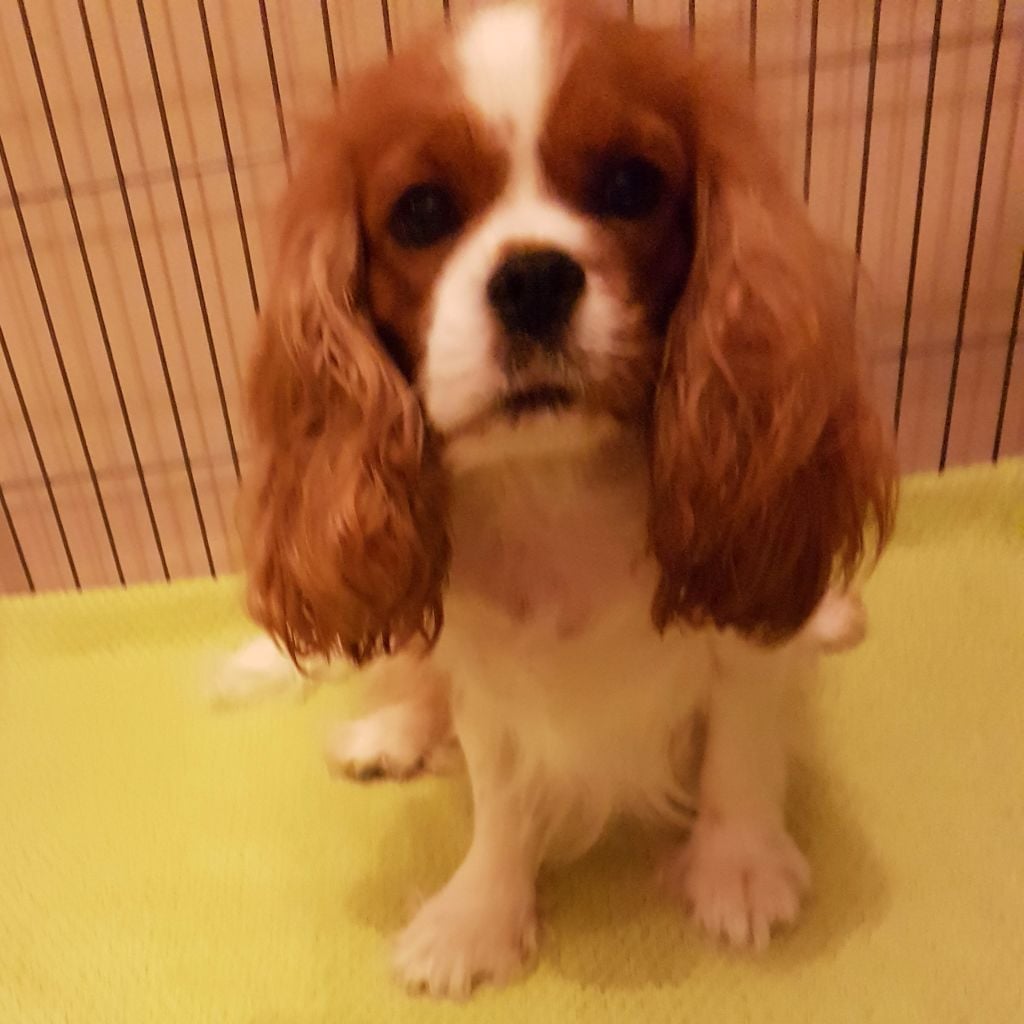 Publication : Du Paradis De Melba