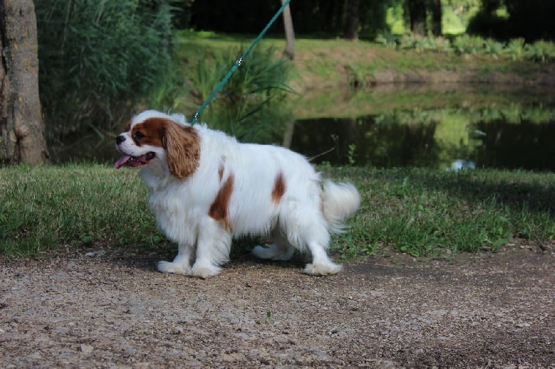 Publication : Du Paradis De Melba