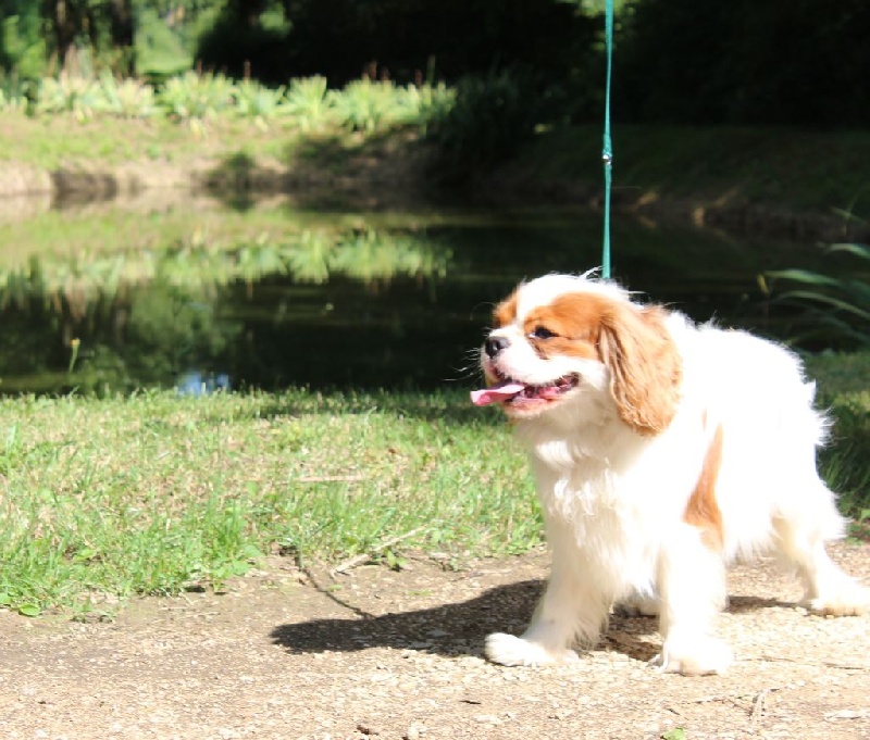 Publication : Du Paradis De Melba