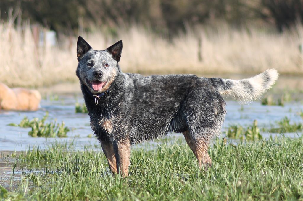 Publication : vom teufelsjoch