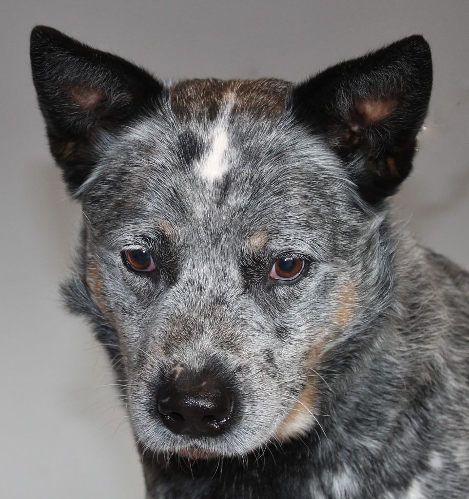 Publication : vom teufelsjoch