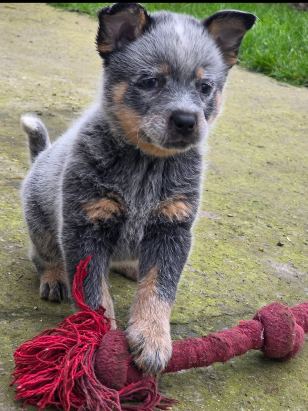 Bouvier australien - Des Minis Pasquito