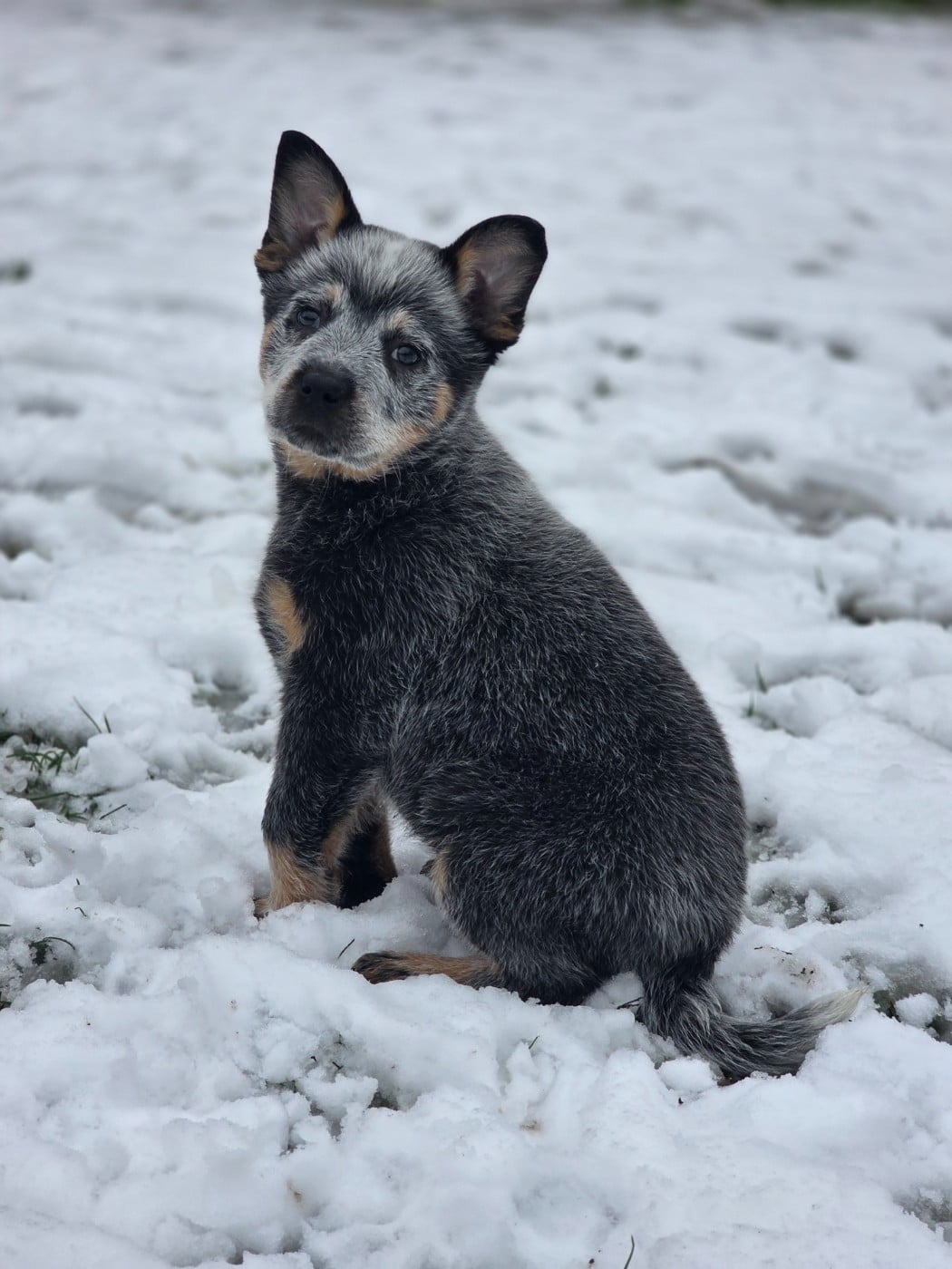 Bouvier australien - Des Minis Pasquito