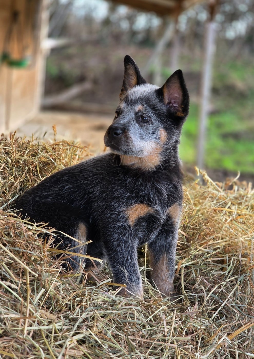 Bouvier australien - Des Minis Pasquito