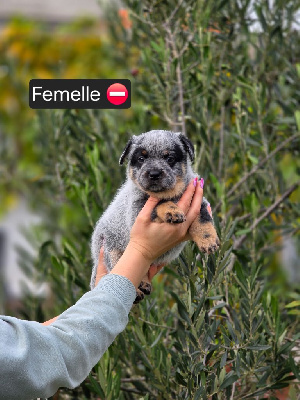 Les chiots de Bouvier australien