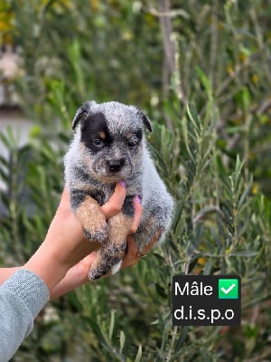 Les chiots de Bouvier australien