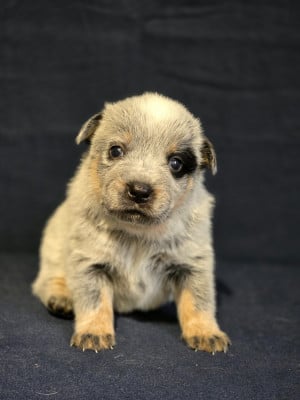 Les chiots de Bouvier australien