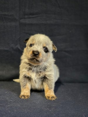 Les chiots de Bouvier australien