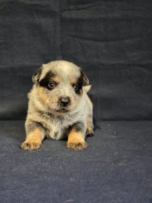 Les chiots de Bouvier australien