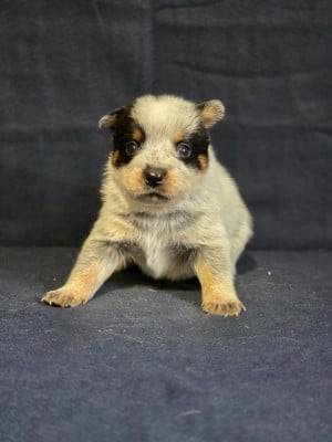Les chiots de Bouvier australien
