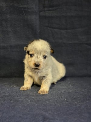 Les chiots de Bouvier australien