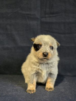 Les chiots de Bouvier australien