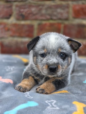 Les chiots de Bouvier australien