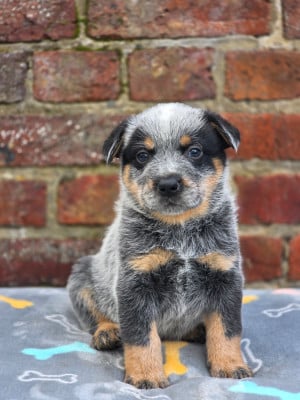 Les chiots de Bouvier australien