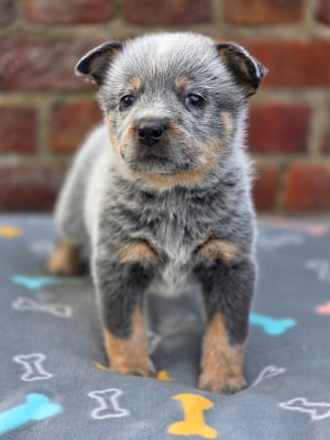 Les chiots de Bouvier australien