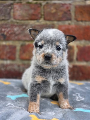 Les chiots de Bouvier australien
