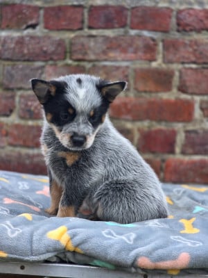 Les chiots de Bouvier australien