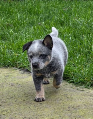Les chiots de Bouvier australien