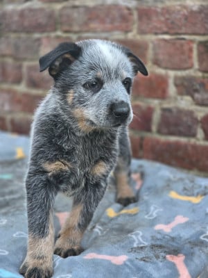 Les chiots de Bouvier australien