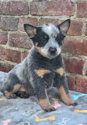 Les chiots de Bouvier australien