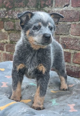 Les chiots de Bouvier australien