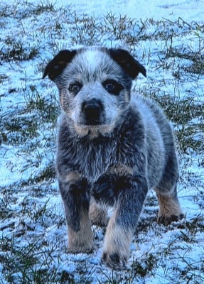 Les chiots de Bouvier australien