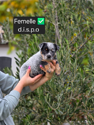 Les chiots de Bouvier australien