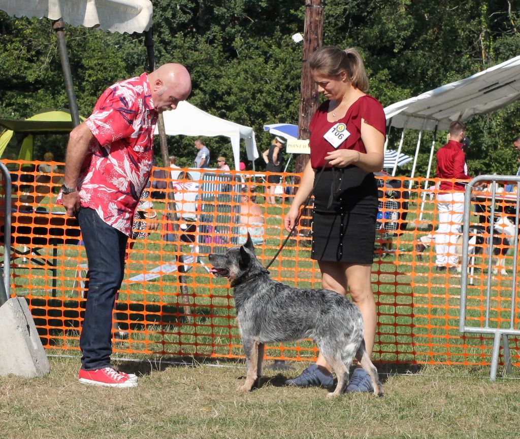 CH. banana bender Dakeedoo : import italie - 1er excellent CACS BOB