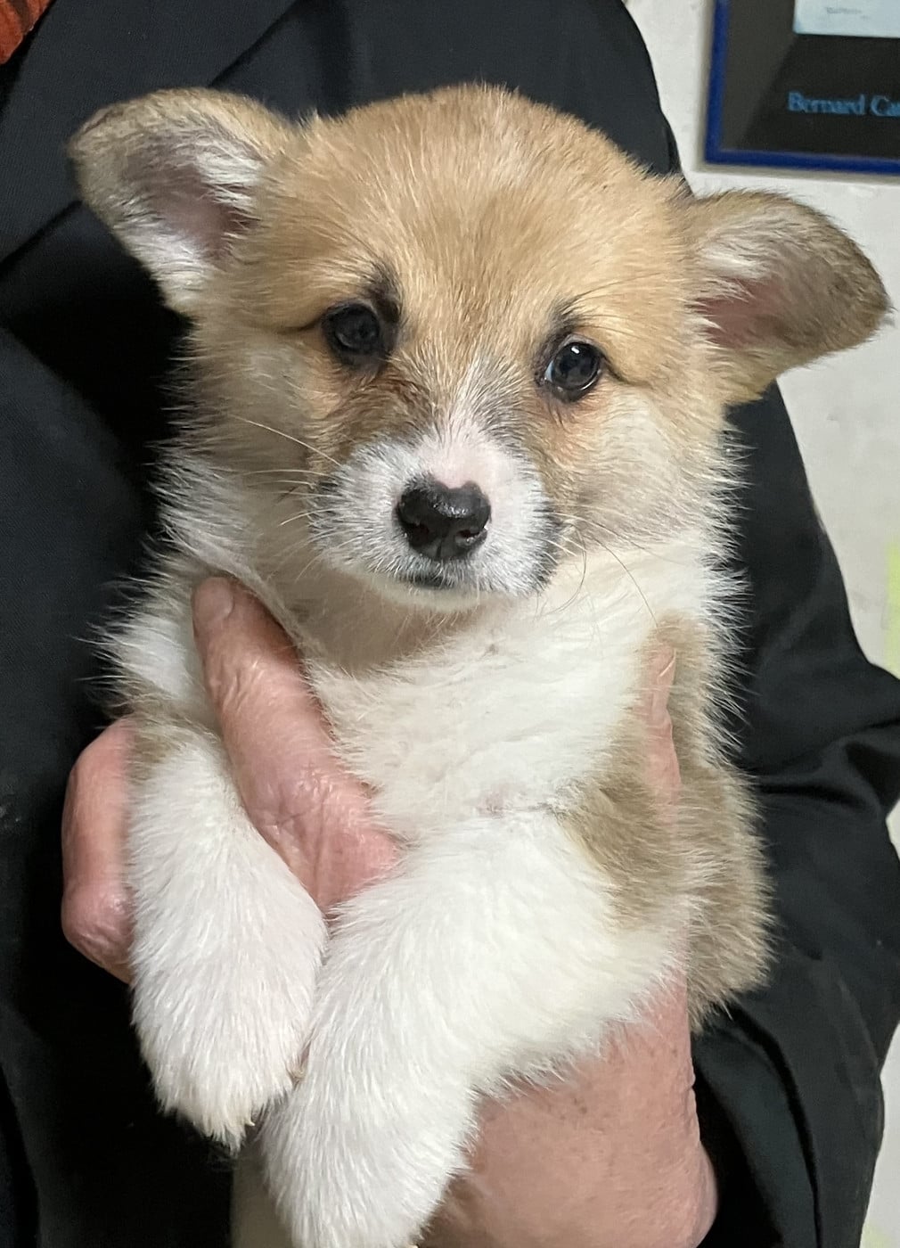 CHIOT 1 - Welsh Corgi Pembroke