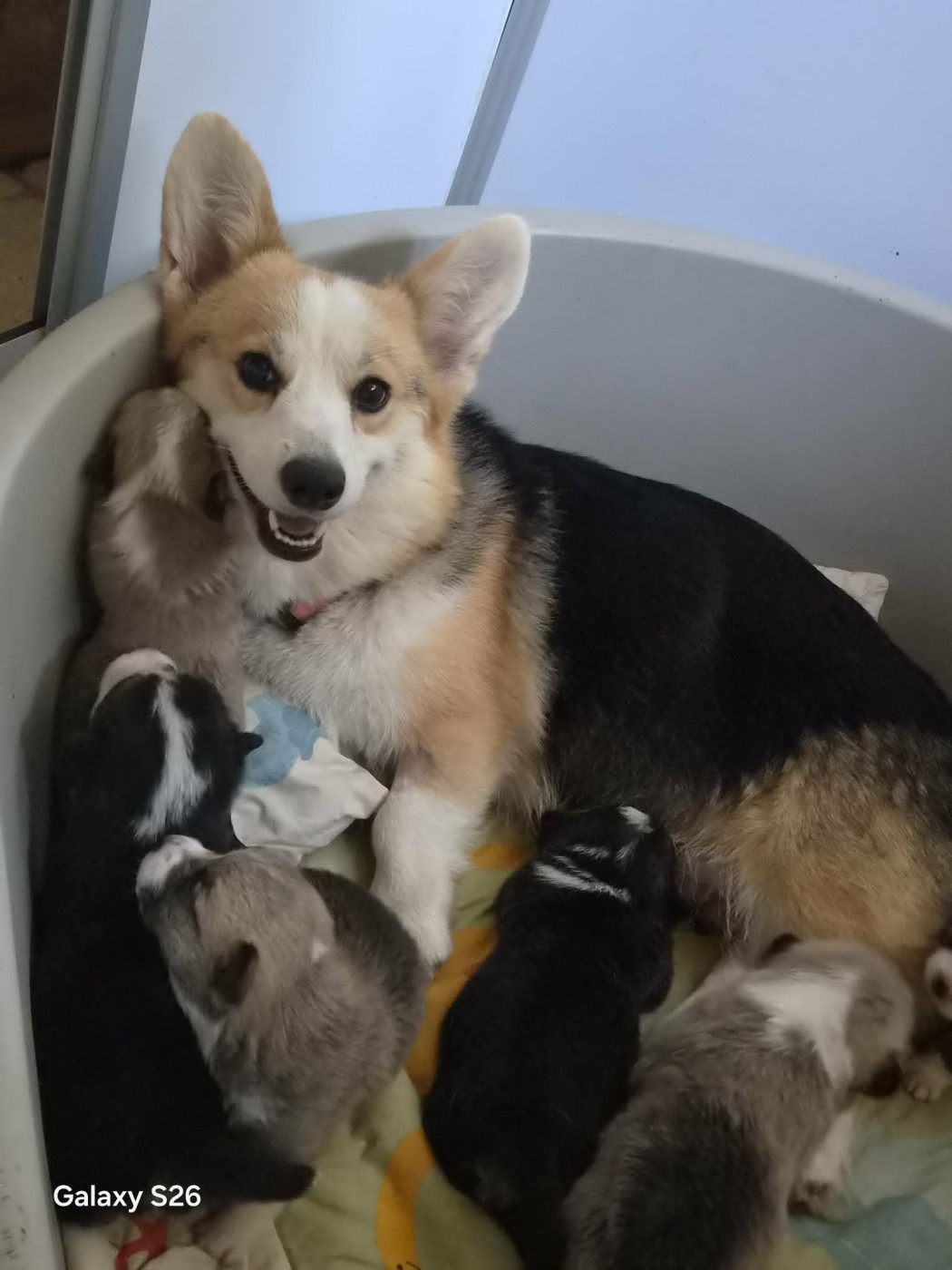Chiot N°1 - Welsh Corgi Pembroke