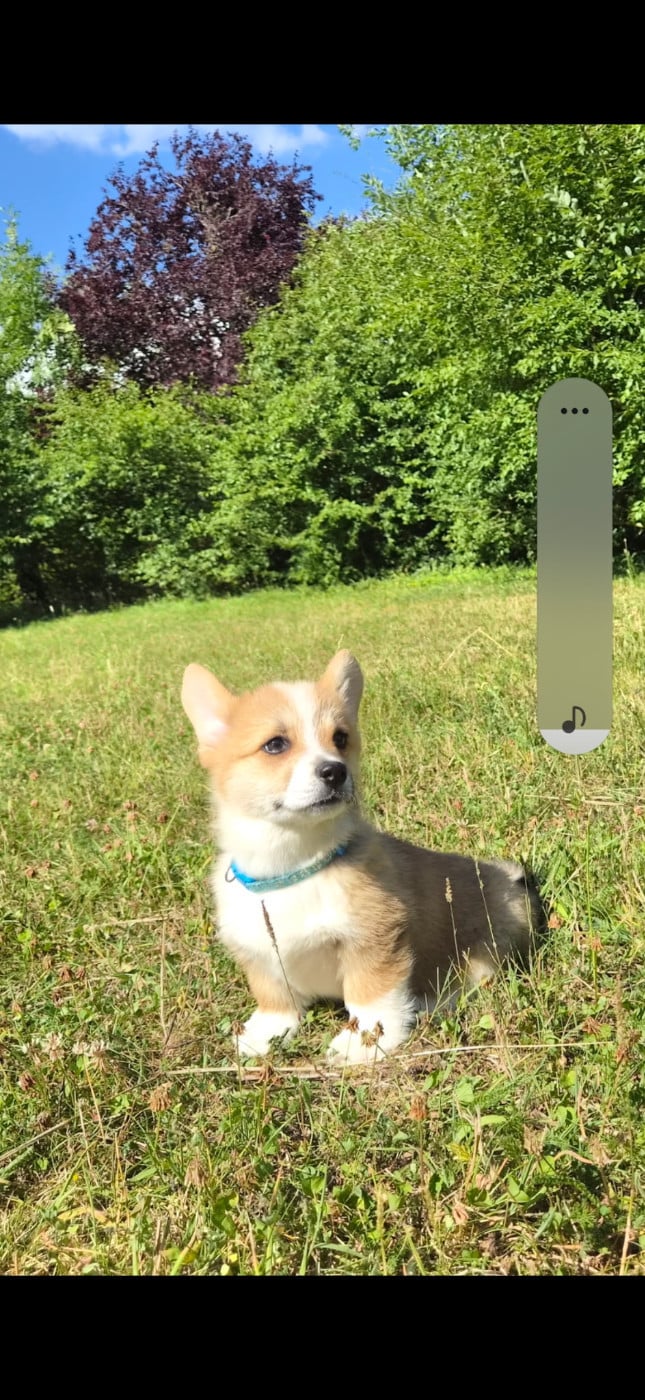 CHIOT 3