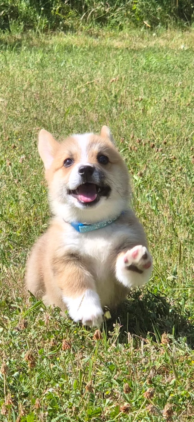 CHIOT 3