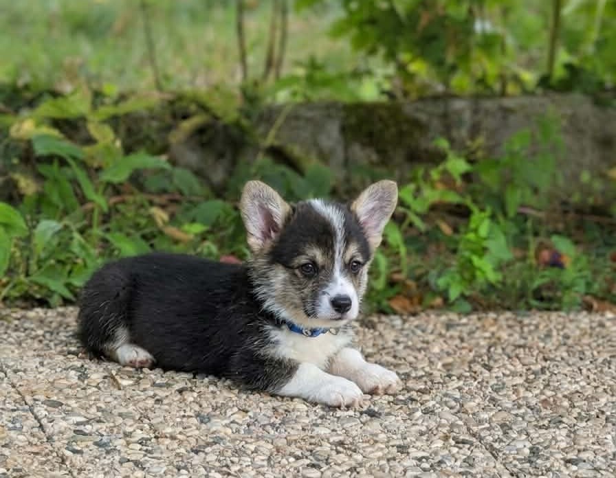 Chiot N°1