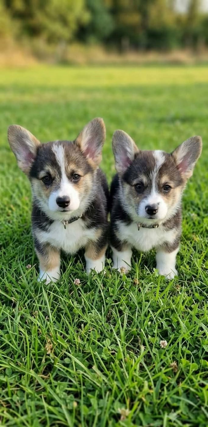 Chiot N°1