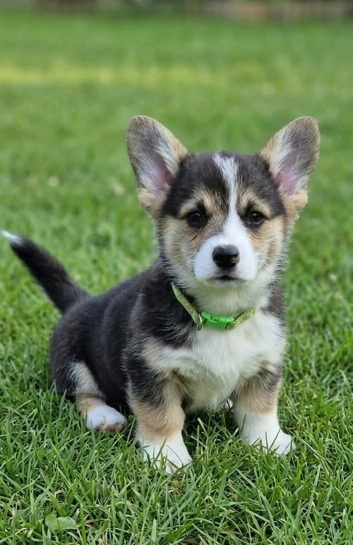 Chiot N°4