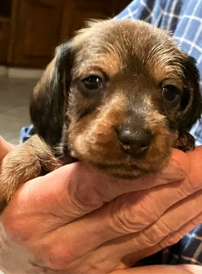 Les chiots de Teckel poil dur