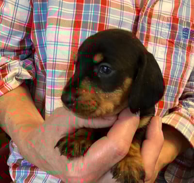 Les chiots de Teckel poil dur