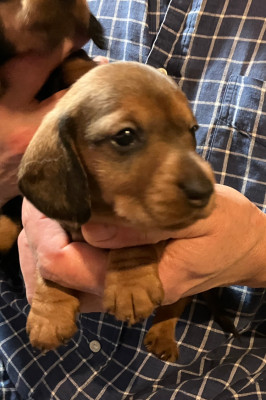 Les chiots de Teckel poil dur