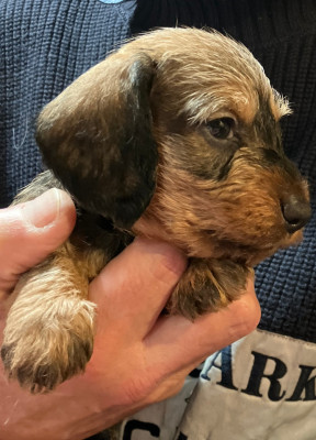 Les chiots de Teckel poil dur