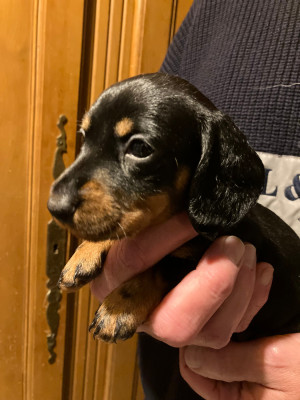 Les chiots de Teckel poil dur