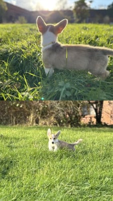 Les chiots de Welsh Corgi Pembroke