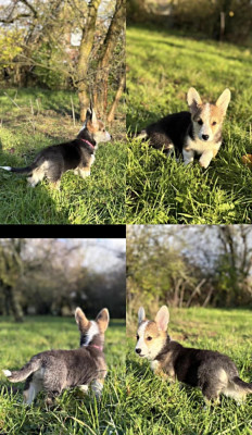 Les chiots de Welsh Corgi Pembroke