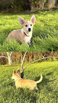 CHIOT - Welsh Corgi Pembroke