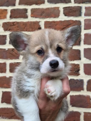 Les chiots de Welsh Corgi Pembroke