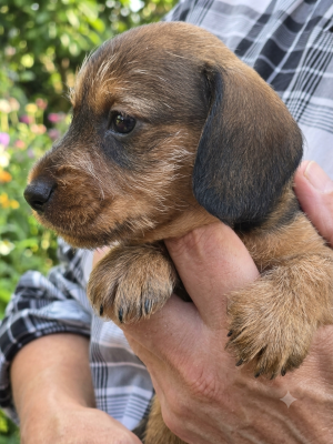 Les chiots de Teckel poil dur