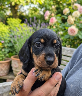 Les chiots de Teckel poil dur