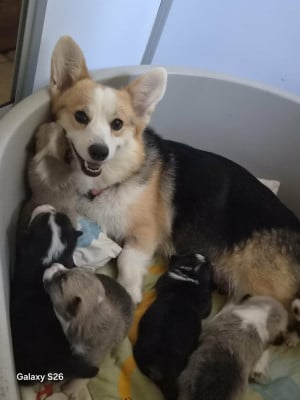Chiot N°2 - Welsh Corgi Pembroke